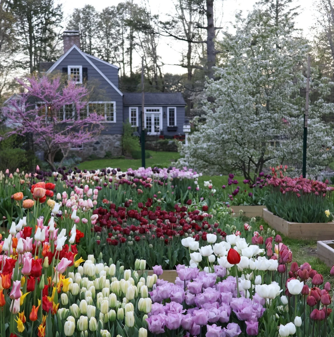 sold out! Tulipmania Workshop with Christina Koether of Nomadica